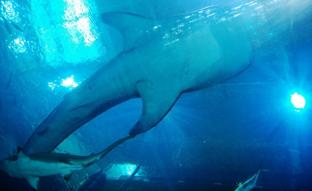  O Tiburon Ballena 